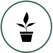 plant in pot icon